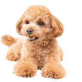 問い合わせフォーム