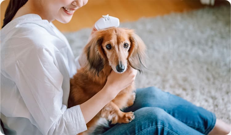 人間と犬や猫との体感温度の違い