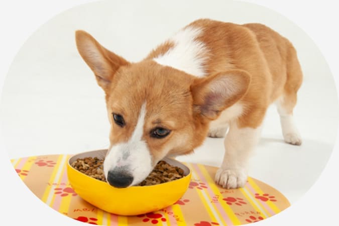 わんちゃんの食事場所