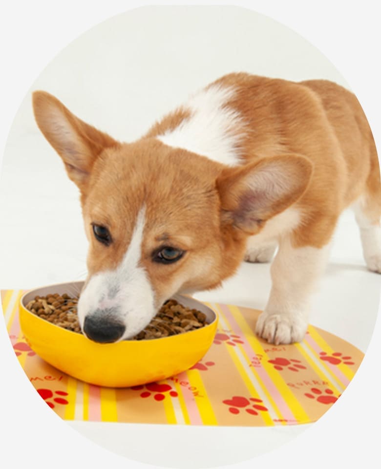 わんちゃんの食事場所