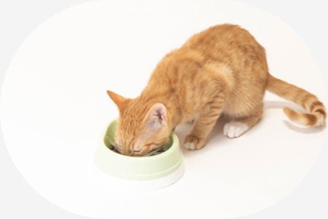 ねこちゃんの食事場所