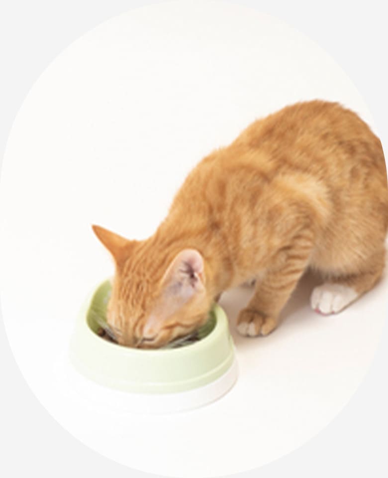 ねこちゃんの食事場所