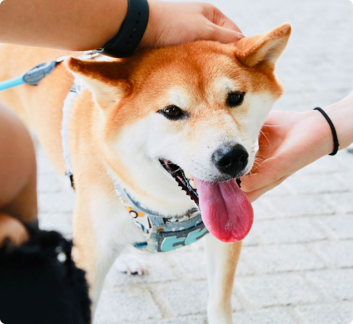 イーグル建創のわんにゃんリフォーム