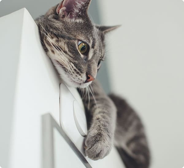 イーグル建創のわんにゃんリフォーム