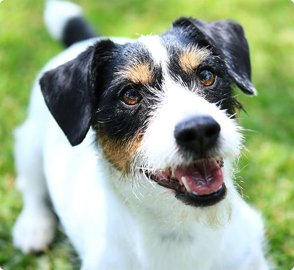 イーグル建創のわんにゃんリフォーム