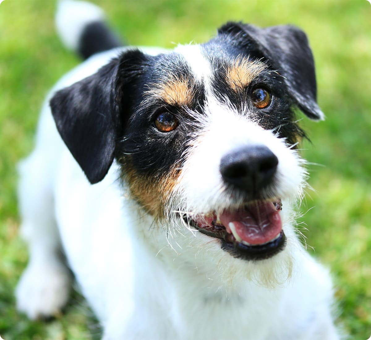 イーグル建創のわんにゃんリフォーム