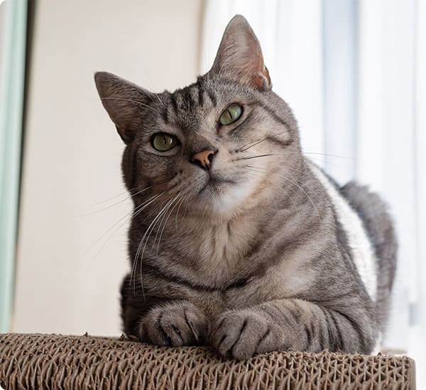 イーグル建創のわんにゃんリフォーム