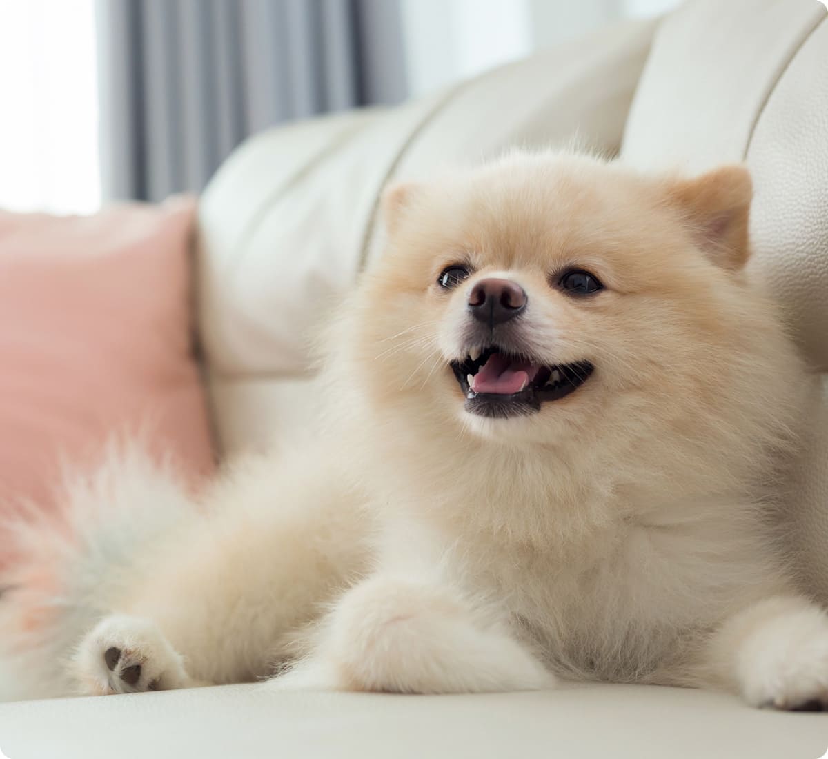 イーグル建創のわんにゃんリフォーム