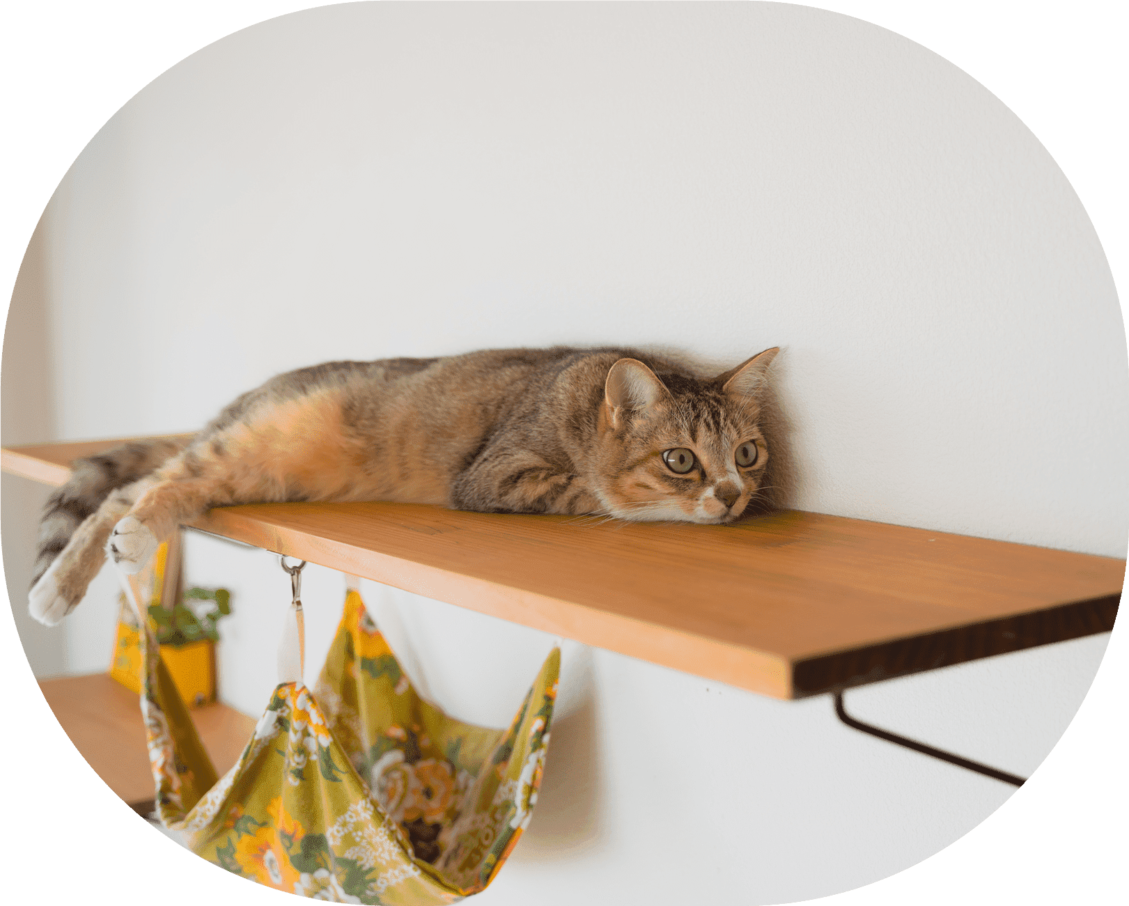 犬と猫との快適で安心なリフォーム ｜わんにゃんホーム