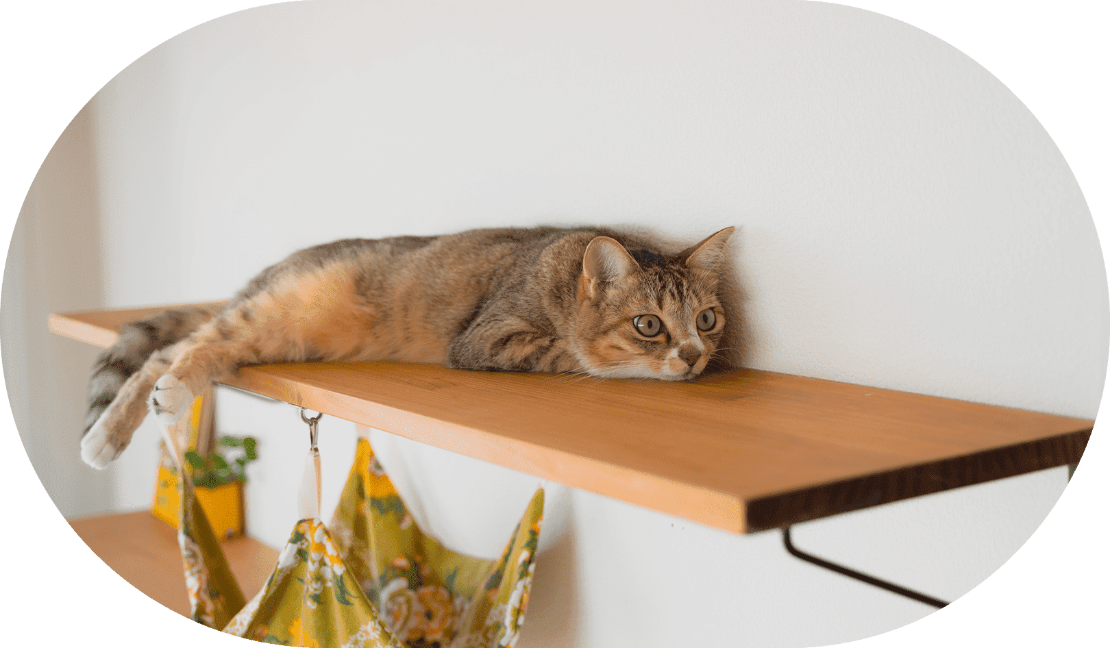 犬と猫との快適で安心なリフォーム ｜わんにゃんホーム